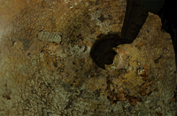 Auschnitt aus dem mittleren Teil des Steinkerns eines Ammoniten (in gelb, braun und grau gehalten). Die gedrehten Schalen erinnern an ein Schneckenhaus. Es entsteht der Eindruck, als wären Pflanzen oder Algen auf dem Stein.