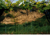 Im Vordergrund stehen link und recht Weinstöcke mit grünen Blättern. Im Hintergrund befindet sich ein sandig aussehender Graben mit leichter Begünung.