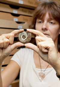 A woman holds a fossilized snail between her fingers. Right behind the woman's face, in the left wooden drawers.